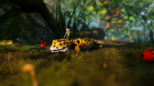 Smalland: Survive The Wilds (Playstation 5)