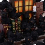 NEMESIS NOW THE WITCHES LITTER ASSORTED figurica