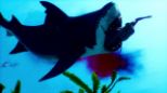 Maneater - Day One Edition (XBOX One)